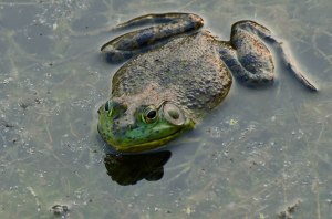 Bullfrog